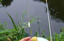 手竿釣草魚，是釣底還是釣浮？二十年老釣友分享經驗，要漲知識了