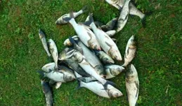 野釣大鰱鱅，用對4個絕殺招數，比釣白條還要輕松