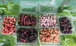 囪粉鼎筐就咕創菠許叉？