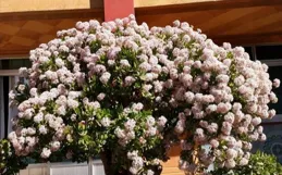 發現一阿婆，把玉樹養好了，50年的大樹，玉樹瓊花，美不勝收