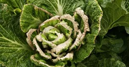 如何種植白菜，從種菜時機到技巧：需全面了解和預防幹燒心的問題