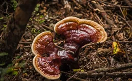 靈芝雖好，但4類人能不吃就不吃！分享正確的吃法和註意事項