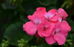 「三伏天」是這5種花的「鬼門關」，一定要特別註意