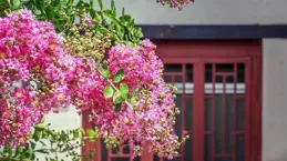 院子不宜栽紫薇？探究背後的原因與考量