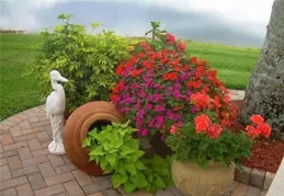 每天認識一種花——被稱為「人間香奈兒」的山茶花