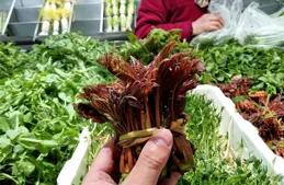 香椿含有亞硝酸鹽，吃多了不僅容易中毒，還致癌？研究告訴你真相