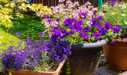 2種「生根劑」，路邊就有，撿來澆花，養啥啥爆盆