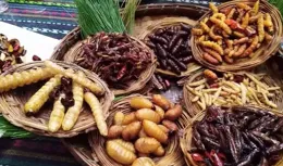 作為江蘇人，我想問雲南人一個問題，還有啥古怪的滇菜沒被我發現