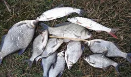 夏季野釣，幾種方法釣水皮，天熱釣底不如釣浮