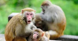 生肖猴:今晚是你人生低谷最後一 夜，明天將迎來曙光!快接好運