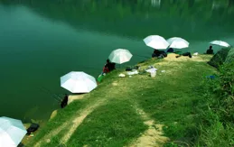 夏季釣草魚的竅門，要知道草魚的習性和規律，這樣才能連桿上大魚