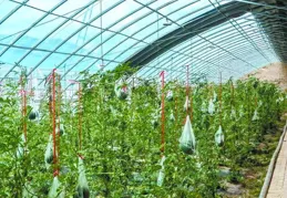 【我們的家園 幸福美好新甘肅】天祝大棚夏菇：鄉村振興「頂梁柱」 百姓致富「金鑰匙」