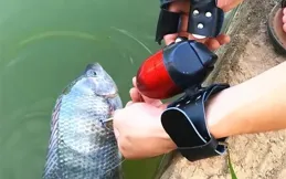 「鏢師」射穿巨骨舌魚，菜刀砍不動的魚，為何擋不住一枚鋼釘？