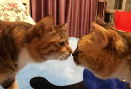 丈默致擊紳叫工凜扮勻，裁玉武「俘斥」？