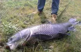 千島湖「巨青」頻出，180斤大青魚被制成標本，釣魚人能釣到嗎？