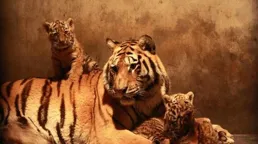 幾月出生的屬虎人最好，晚年兒女孝順，享受兒孫繞膝之樂