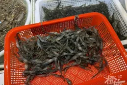 身價上漲，最貴175元一斤！夏日裏的這口鮮，你愛吃嗎？