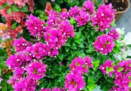 三角梅界的「另類」，植株小，不爬藤，花似繡球，北方也能開三季