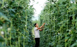 山東豆橛子為啥存在感這麽強？因為吃不完，根本吃不完？錯！