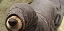 暑假迎來「割包皮熱」？醫生提醒：看完這篇再決定→