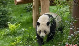 旅美大熊貓「雲川」和「鑫寶」身體健康狀況良好