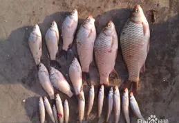 釣魚怎樣規避小雜魚？