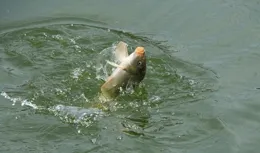 判斷黑坑鯉魚餌是否好用的4個方法