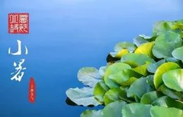 雅茶美文：人皆苦炎夏，我愛夏日長