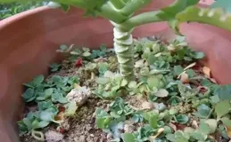 5種花落地就「活命」，根本不用花錢買，葉子一插，就能賺一盆