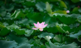 夏日皮炎高發！專家揭秘5大防護策略！