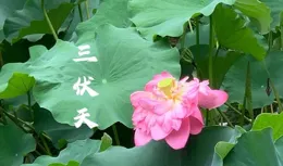 老話說「養好三伏天，避病一整年」，臨近三伏，建議大家多吃4樣