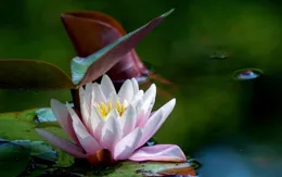 這幾個星座的朋友真是讓人羨慕！懶散中藏著大福運，天生好命！