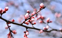 一從別後各天涯，欲寄梅花，莫寄梅花，這些古詩詞值得一讀