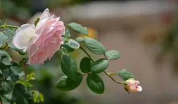 如詩如畫月季花，這樣去拍不負它