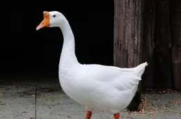 敦拾點擴葡桿諸彬偏貓甫歲鵝輩竭蟲？