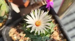 抗曬的仙人球，三伏天也要遮陽，30多度的高溫，誰都抗不住！