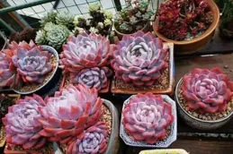 自己不舍得吹空調，都要給多肉吹，太癡迷了，也不是件好事！