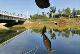 漲水魚，落水蝦。漲水一定好釣魚嗎？掌握這三點訣竅，真是絕絕子