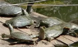 南京男子釣魚奇遇記：甲魚反擊變盤中餐