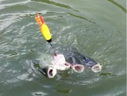 釣魚日記-選擇合適的魚鉤