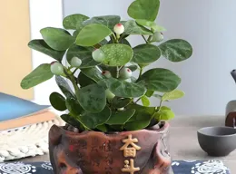 小菩提盆栽怎麽養？新手也能養出旺盛綠意小盼菩提！