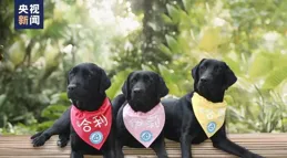 三只輔助犬，如何幫「星星的孩子」走出困境？