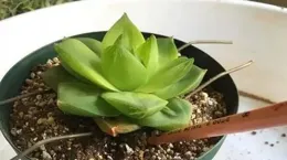 怎樣才能讓多肉生長的快一點?超詳細攻略,輕松養護多肉,美嘟嘟!