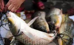 淺水釣魚難？深水好釣魚，摸索出魚兒的習性，才能少走些彎路