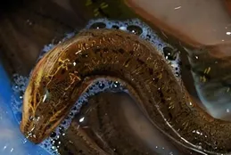 「巨鱔望月」？老大爺講述他釣巨型黃鱔的故事，把自己嚇到了