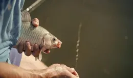 野釣！頓口太漂亮也釣不好！什麽樣的漂相中魚率最高！十拿九穩！