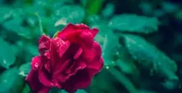 貴人運旺，有恩必還的星座，重情重義的人，自然福氣不淺