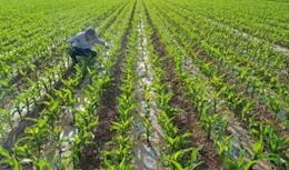 放水澆地引「魚潮」，釣友：禁釣令下，魚兒何去何從？