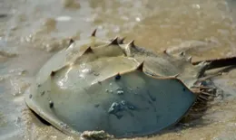 探秘藍色奇跡：地球上獨一無二的藍血動物——鱟