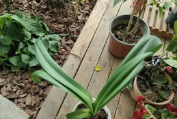 朱頂紅養球攻略！夏天這樣養，種球白胖，爆崽爆花